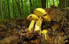 Falscher Schwefelröhrling, Foto 31