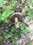 Falscher Wiesenegerling, Foto 6
