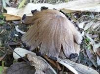 Faltentintling, Foto 21