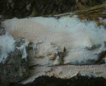 Faltiger Wachsrindenpilz, Foto 3