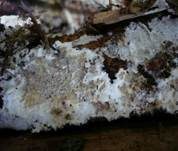 Faltiger Wachsrindenpilz, Foto 14