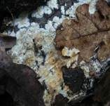 Faltiger Wachsrindenpilz, Foto 16