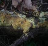 Faltiger Wachsrindenpilz, Foto 17