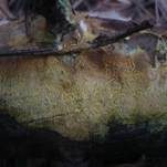 Faltiger Wachsrindenpilz, Foto 20
