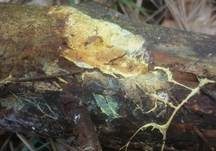 Faltiger Wachsrindenpilz, Foto 22