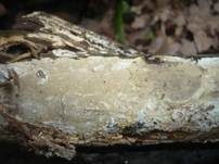Faltiger Wachsrindenpilz, Foto 23