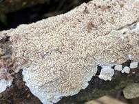 Faltiger Wachsrindenpilz, Foto 25