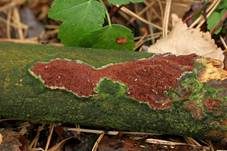 Faltiger Wachsrindenpilz, Foto 27
