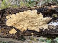 Faltiger Wachsrindenpilz, Foto 6