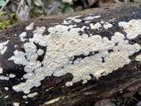Faltiger Wachsrindenpilz, Foto 7