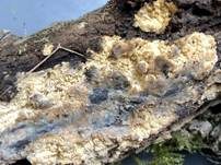 Faltiger Wachsrindenpilz, Foto 8