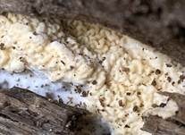 Faltiger Wachsrindenpilz, Foto 10