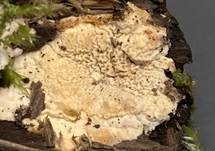 Faltiger Wachsrindenpilz, Foto 11