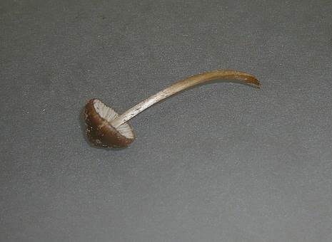 Faltiggerunzelter Wasserfuß, Foto 2