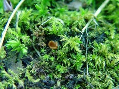 Atrichum-Moosling, Foto 3