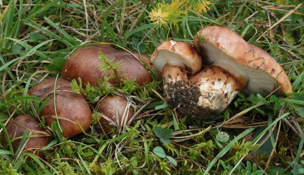 Fastberingter Ritterling, Foto 2