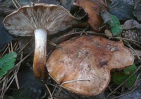 Fastberingter Ritterling, Foto 4