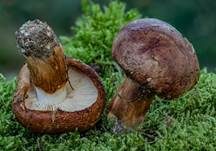Fastberingter Ritterling, Foto 5