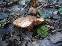 Fastberingter Ritterling, Foto 10