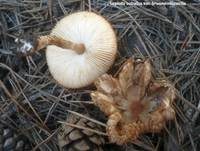Fastweißer Schirmpilz, Foto 7