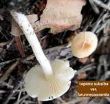 Fastweißer Schirmpilz, Foto 11