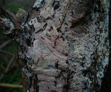 Feinborstiger Rindenpilz, Foto 2