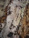 Feinborstiger Rindenpilz, Foto 12