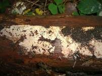 Feinborstiger Rindenpilz, Foto 6