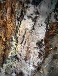 Feinborstiger Rindenpilz, Foto 7