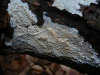 Feinborstiger Rindenpilz, Foto 8