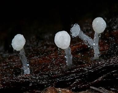Feinhaariger Scheinhelmling, Foto 5