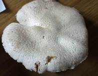 Feinschuppiger Egerling, Foto 12