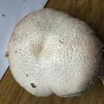 Feinschuppiger Egerling, Foto 6