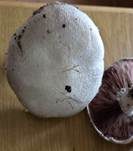 Feinschuppiger Egerling, Foto 7