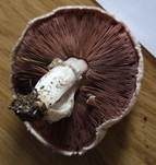 Feinschuppiger Egerling, Foto 8