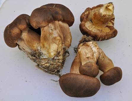 Feinschuppiger Ritterling, Foto 2