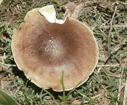Feinschuppiger Ritterling, Foto 3