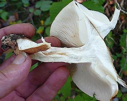 Feinschuppiger Ritterling, Foto 4