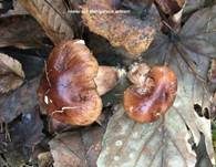 Feinschuppiger Ritterling, Foto 5