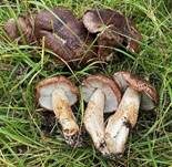 Feinschuppiger Ritterling, Foto 8