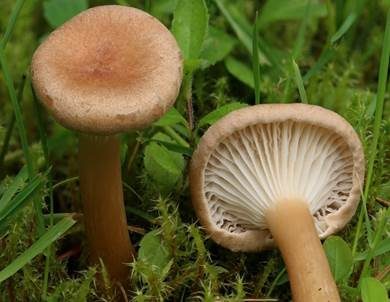 Feinschuppiger Trichterling, Foto 2