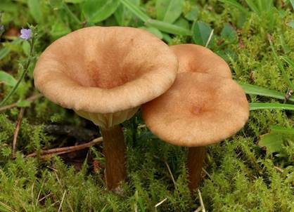 Feinschuppiger Trichterling, Foto 3