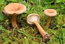 Feinschuppiger Trichterling, Foto 12