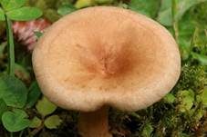 Feinschuppiger Trichterling, Foto 13