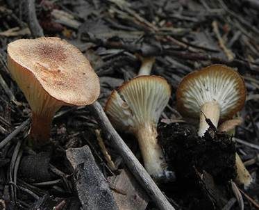 Feinschuppiger Trichterling, Foto 4