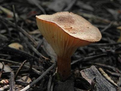 Feinschuppiger Trichterling, Foto 5