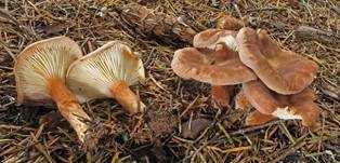 Feinschuppiger Trichterling, Foto 6