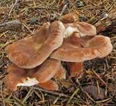 Feinschuppiger Trichterling, Foto 7