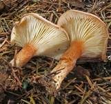 Feinschuppiger Trichterling, Foto 8