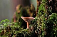 Feinschuppiger Trichterling, Foto 9